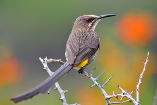 Kaapse suikervogel - Promerops cafer