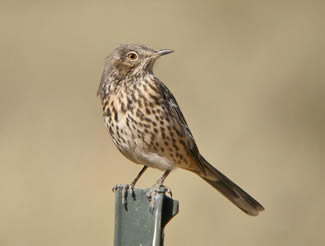 Bergspotlijster - Oreoscoptes montanus Bergspotlijster - Oreoscoptes montanus