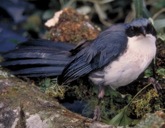 Blauw-witte spotlijster - Melanotis hypoleucus