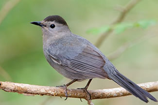 Katvogel - Dumetella carolinensis Katvogel - Dumetella carolinensis