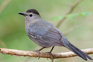 Katvogel - Dumetella carolinensis