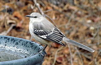 Amerikaanse spotlijster - Mimus polyglottus Amerikaanse spotlijster - Mimus polyglottus