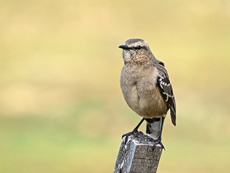 Patagonische spotlijster - Mimus patagonicus Patagonische spotlijster - Mimus patagonicus