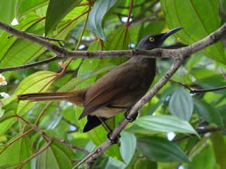 Sidderspotlijster - Cinclocerthia ruficauda Sidderspotlijster - Cinclocerthia ruficauda