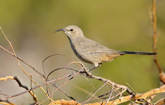 Woestijnspotlijster - Toxostoma lecontei Woestijnspotlijster - Toxostoma lecontei