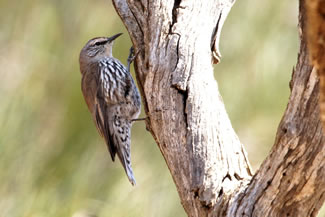 Witbrauwkruiper - Climacteris affinis