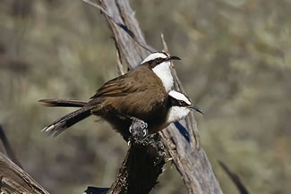 Halls babbelaar - Pomatostomus halli