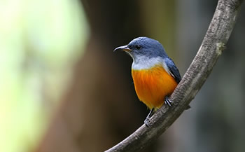 Oranjerug Bastaardhoningvogel man