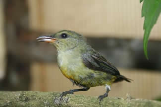 Oranjerug Bastaardhoningvogel pop