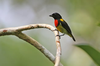 Zwartkophoningvogel - Prionochilus thoracicus