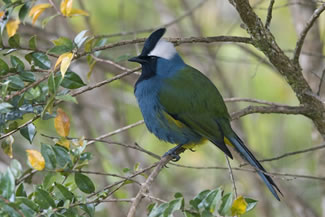 Bergbessenpikker - Paramythia montium