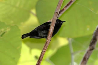 Zwarte bessenpikker - Melanocharis nigra