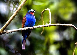 Blauwkopbijeneter - Merops muelleri Blauwkopbijeneter - Merops muelleri
