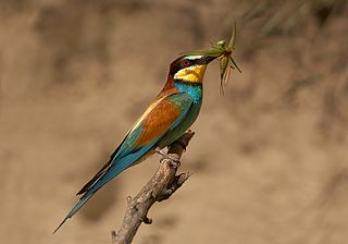 Europese bijeneter - Merops apiaster Europese bijeneter - Merops apiaster