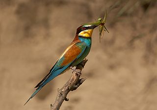 Europese bijeneter - Merops apiaster