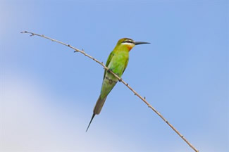 Madagaskarbijeneter - Merops superciliosus