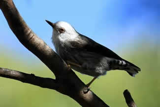 Australische boomloper - Daphoenositta chrysoptera