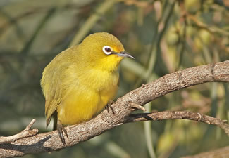 Australische gele brilvogel - Zosterops lutea