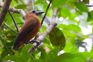 Capuchonvogel - Perissocephalus tricolor