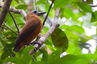 Capuchonvogel - Perissocephalus tricolor Capuchonvogel - Perissocephalus tricolor