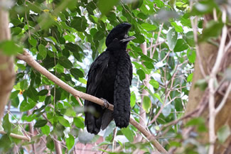 Ecuadoraanse parasolvogel - Cephalopterus penduliger