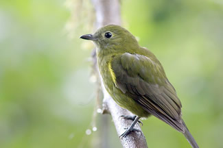 Geelbuikpiha - Snowornis cryptolophus