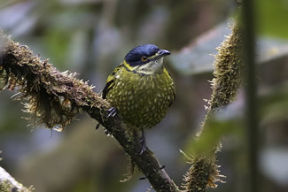 Groengeschubde cotinga - Ampelioides tschudii Groengeschubde cotinga - Ampelioides tschudii