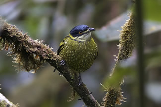 Groengeschubde cotinga - Ampelioides tschudii