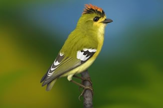 Kuifcalyptura - Calyptura cristata Kuifcalyptura - Calyptura cristata