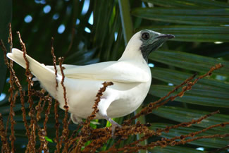 Naaktkeelklokvogel - Procnias nudicollis