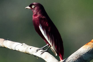 Pompadourcotinga - Xipholena punicea