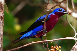 Purperborstcotinga - Cotinga cotinga