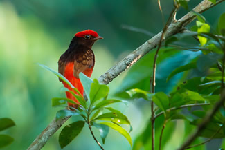 Rode cotinga - Phoenicircus carnifex Rode cotinga - Phoenicircus carnifex