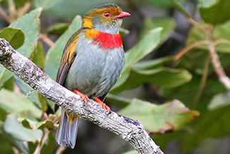 Roodbandcotinga - Pipreola whitelyi Roodbandcotinga - Pipreola whitelyi