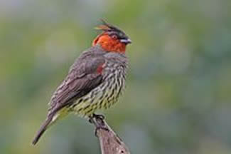 Roodkopcotinga - Ampelion rufaxilla Roodkopcotinga - Ampelion rufaxilla