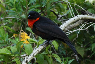Roodkraagvruchtenkraai - Pyroderus scutatus Roodkraagvruchtenkraai - Pyroderus scutatus