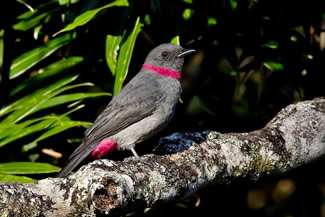 Rozekraagpiha - Lipaugus streptophorus Rozekraagpiha - Lipaugus streptophorus