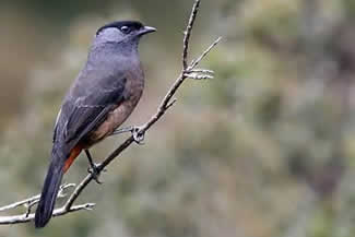 Sclaters cotinga - Doliornis sclateri