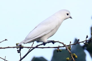 Sneeuwcotinga - Carpodectes nitidus Sneeuwcotinga - Carpodectes nitidus