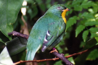 Vuurkeelcotinga - Pipreola chlorolepidota Vuurkeelcotinga - Pipreola chlorolepidota