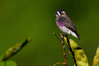 Witkeeldwergcotinga - Iodopleura isabellae Witkeeldwergcotinga - Iodopleura isabellae