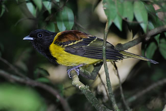 Zwart-gele besseneter - Carpornis cucullata