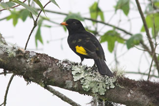 Zwart-gouden cotinga - Tijuca atra Zwart-gouden cotinga - Tijuca atra