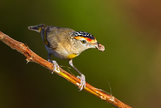 Roodbrauwdiamantvogel - Pardalotus rubricatus