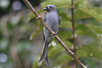 Grijze drongo - Dicrurus leucophaeus