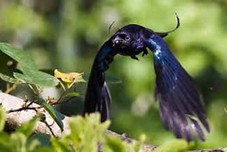 Haarkuifdrongo - Dicrurus hottentottus Haarkuifdrongo - Dicrurus hottentottus