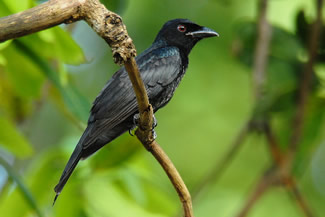 Kraaiebekdrongo - Dicrurus annectans Kraaiebekdrongo - Dicrurus annectans