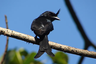 Kuifdrongo - Dicrurus forficatus