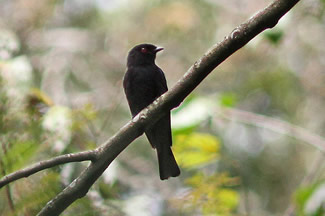 Rechtstaartdrongo - Dicrurus ludwigii Rechtstaartdrongo - Dicrurus ludwigii