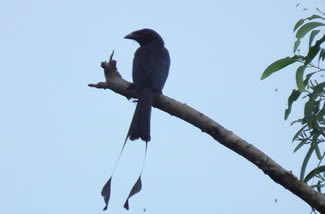 Spateldrongo - Dicrurus remifer Spateldrongo - Dicrurus remifer